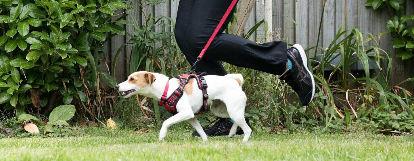 Running discount with dog